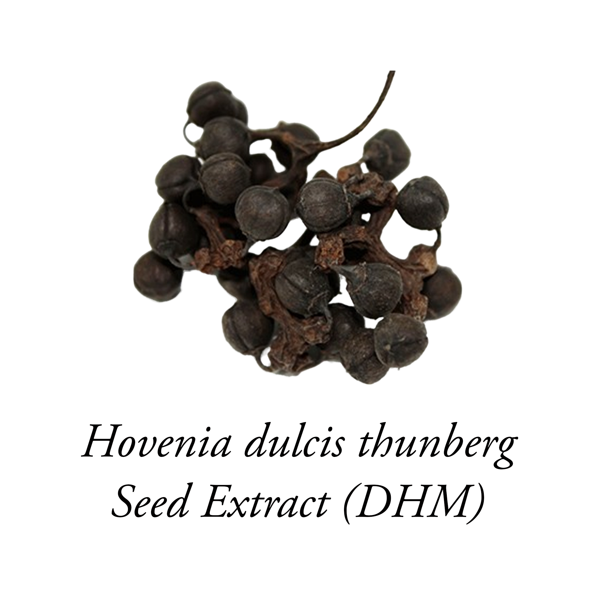 A cluster of dark, dried Hovenia dulcis thunberg seeds on a white background with descriptive text below.