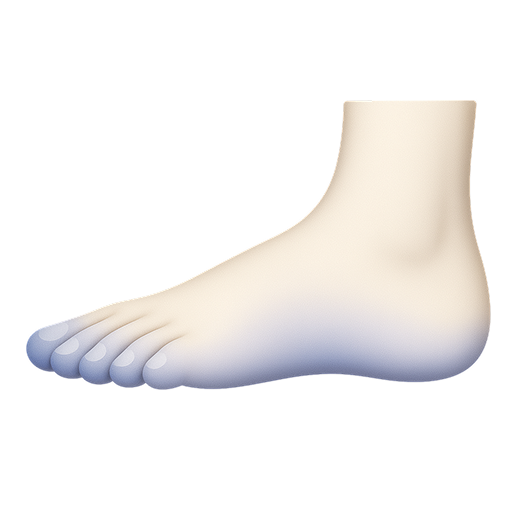 Illustration of a human foot viewed from the side.