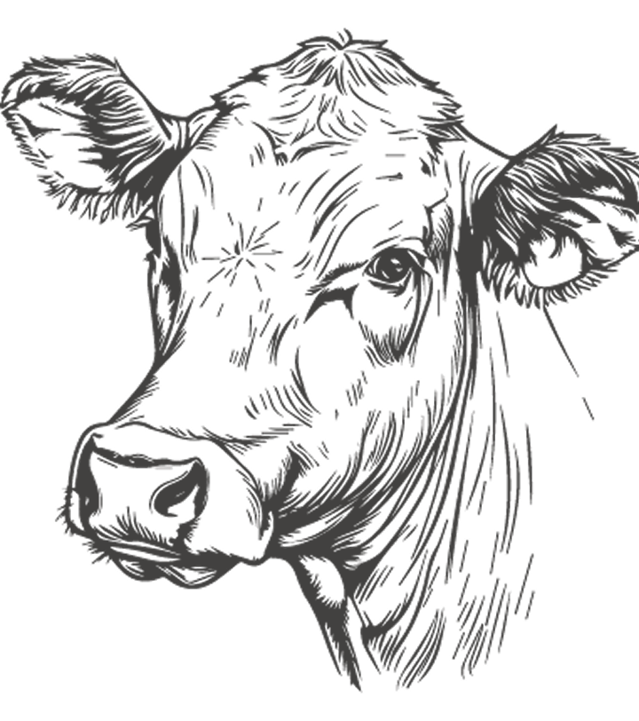 A stylized, dark grey line drawing of a cow's head on a black background.
