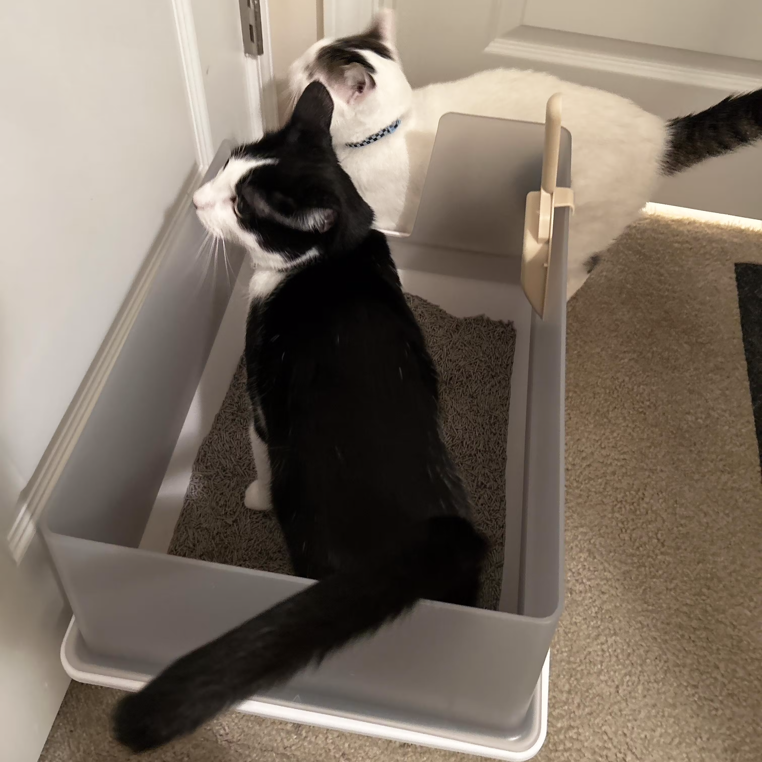 Two cats together in a litter box near a door.
