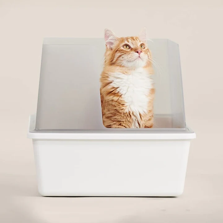 Orange cat sitting inside a large white box, looking upwards.