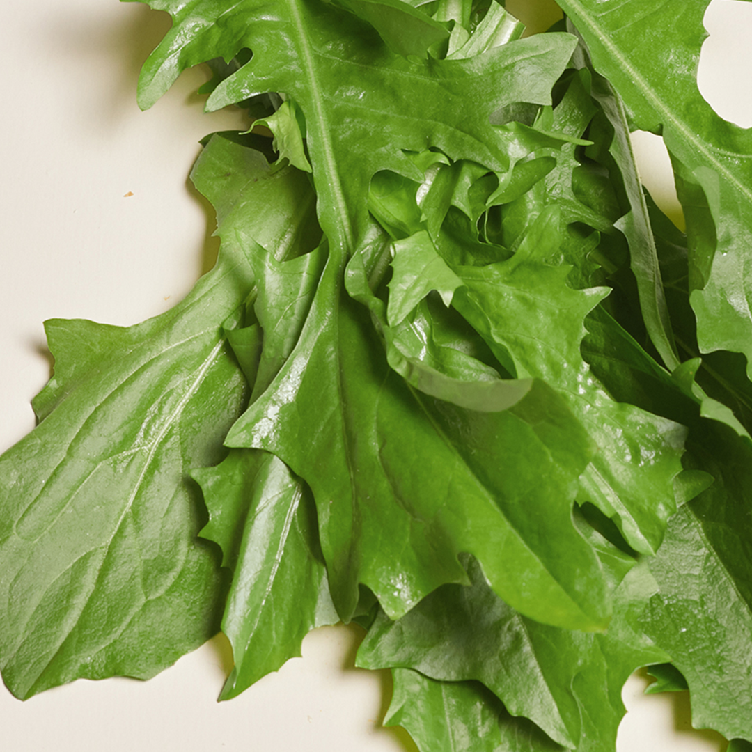 Fresh green dandelion leaves on a light background.
