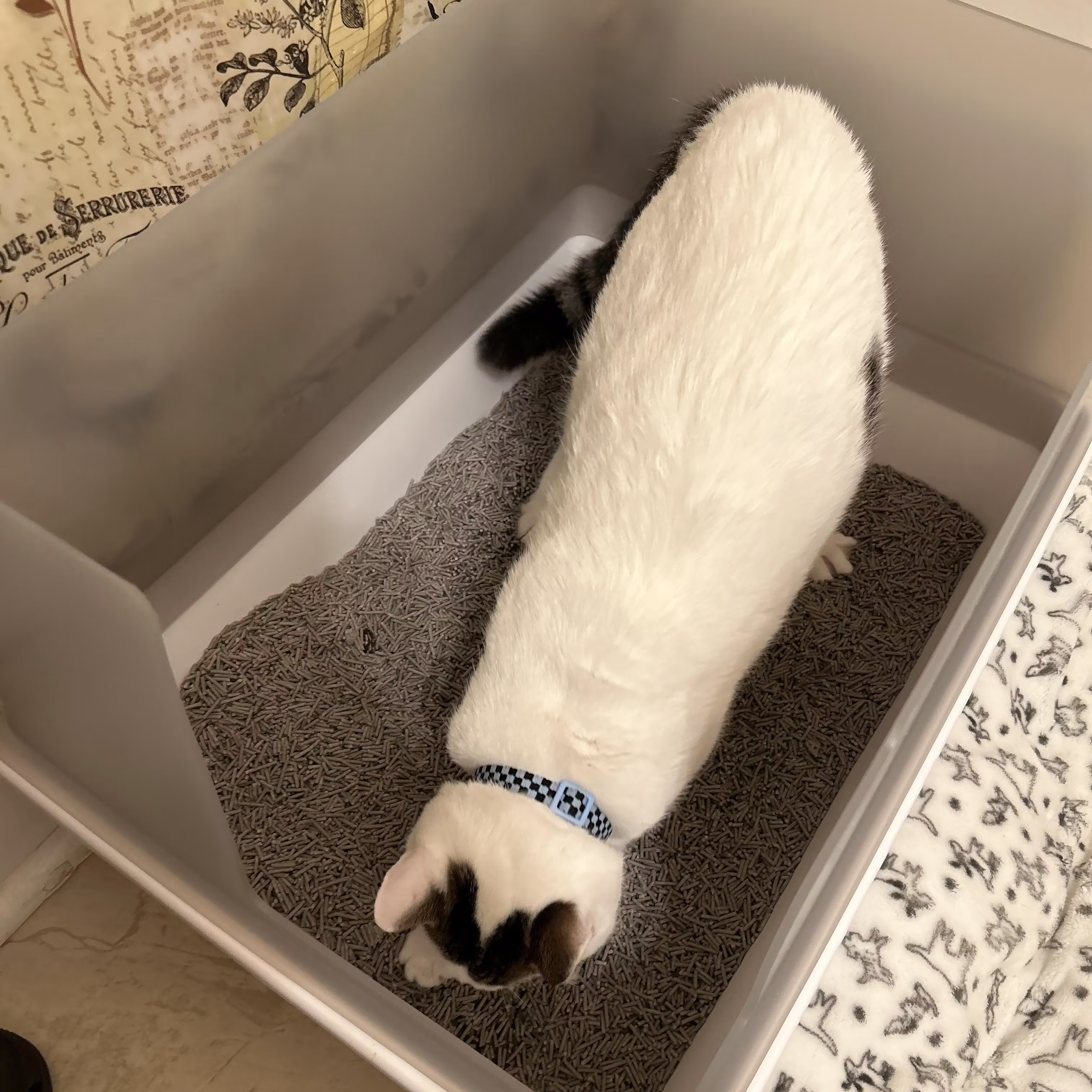 Cat with a checkered collar in a litter box.