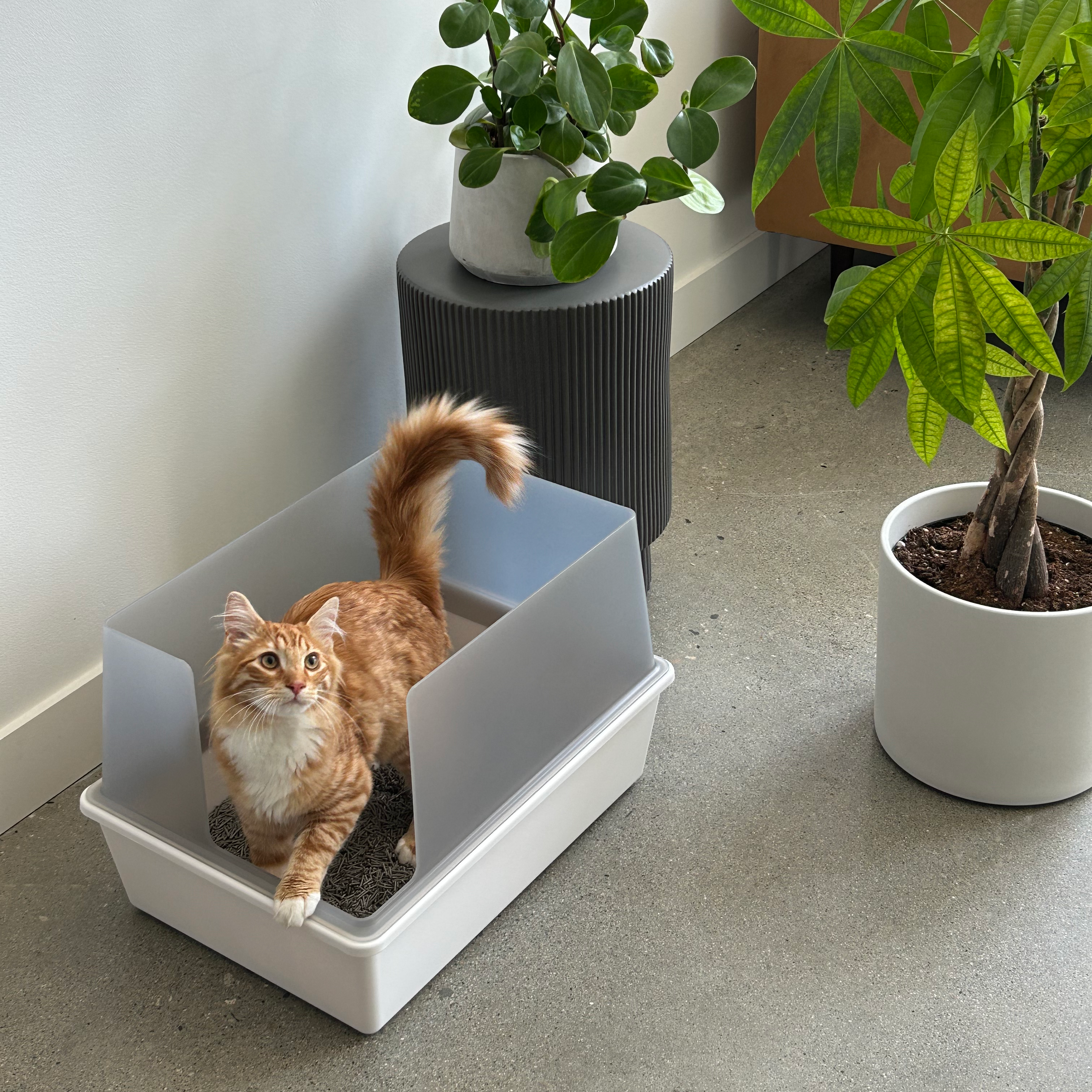 Orange cat in a litter box near potted plants indoors.