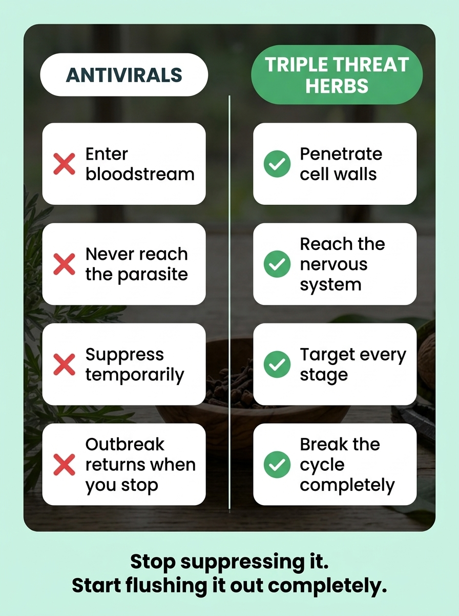 An infographic comparing the negative effects of 'Antivirals' with the positive effects of 'Triple Threat Herbs'.