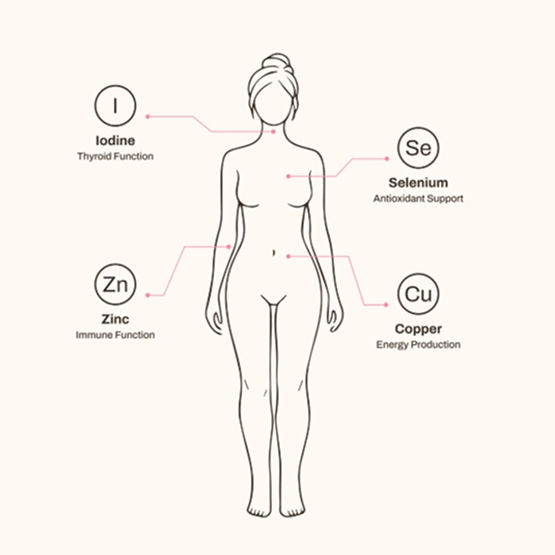 Line drawing of a female body with callouts for iodine, selenium, zinc, and copper and their functions.