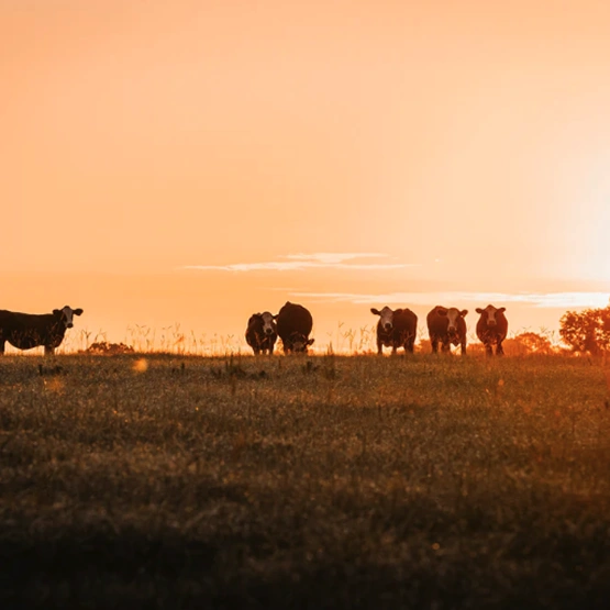 Several cows stand silhouetted in a grassy field against a bright orange sky at sunset.