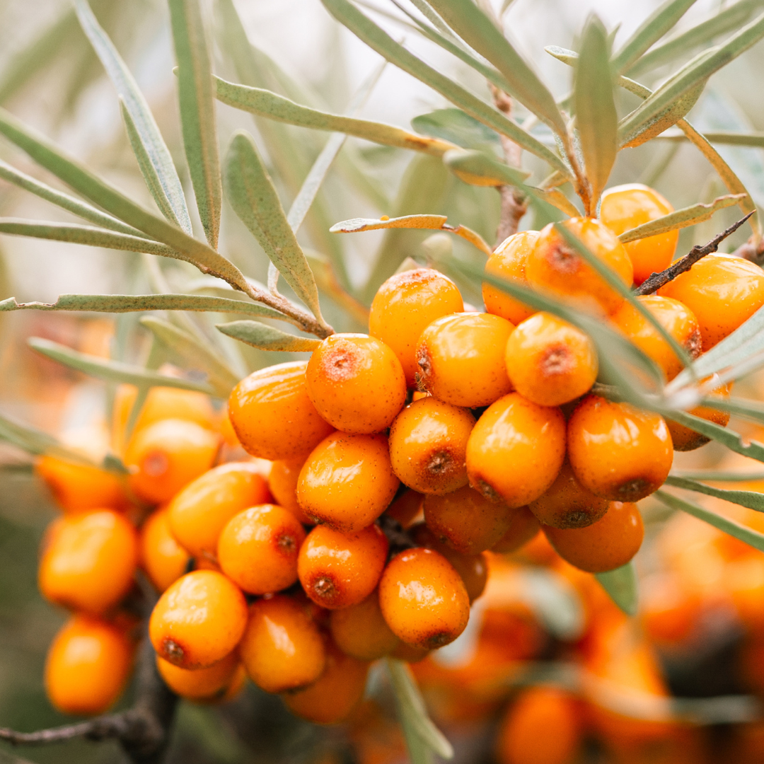 A cluster of bright orange berries with green leaves.