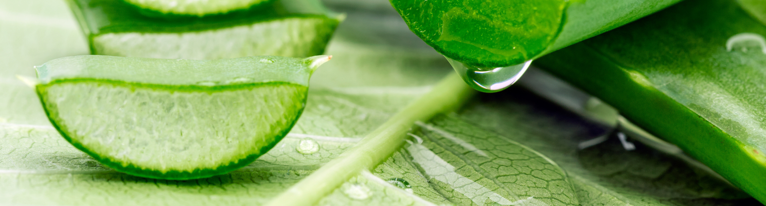 Close-up of sliced aloe vera leaves with gel oozing out.