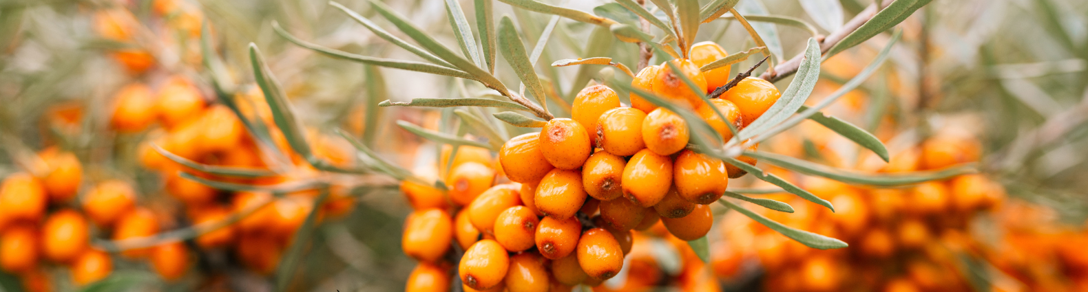 Cluster of bright orange berries on leafy branches.