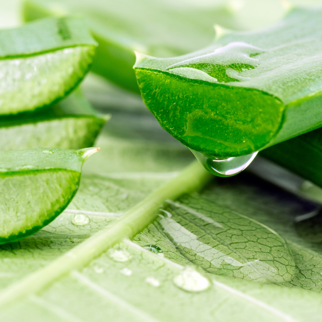 Close-up of fresh aloe vera leaves with a droplet of gel.