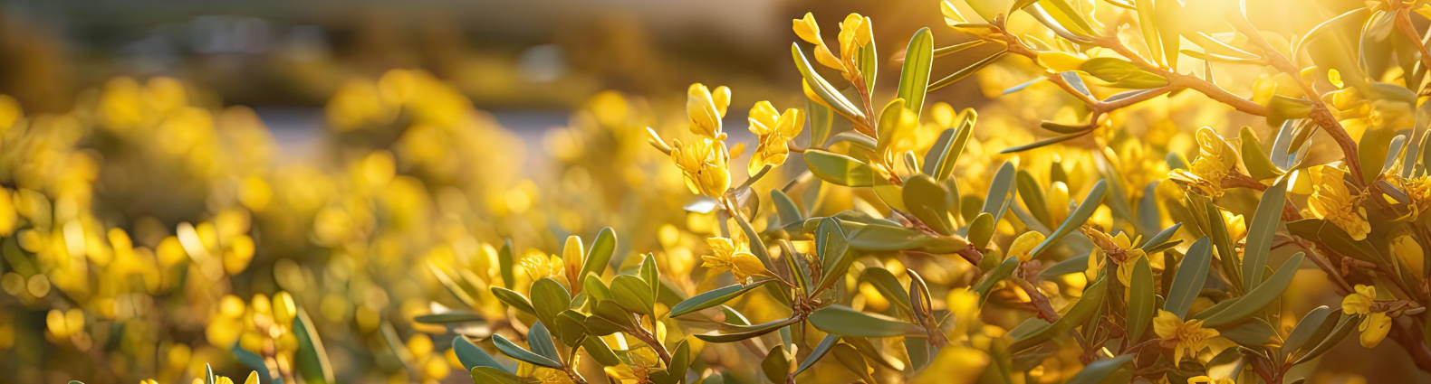 Sunlit yellow flowers and green leaves in a serene outdoor setting.