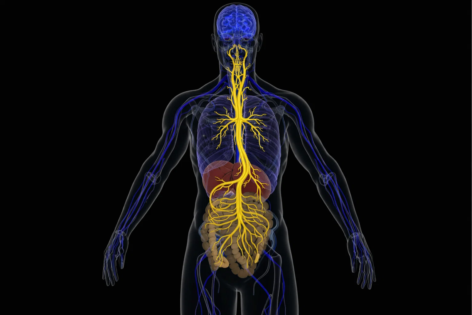 Medical illustration of the human torso showing the nervous system, with the vagus nerve highlighted in yellow.