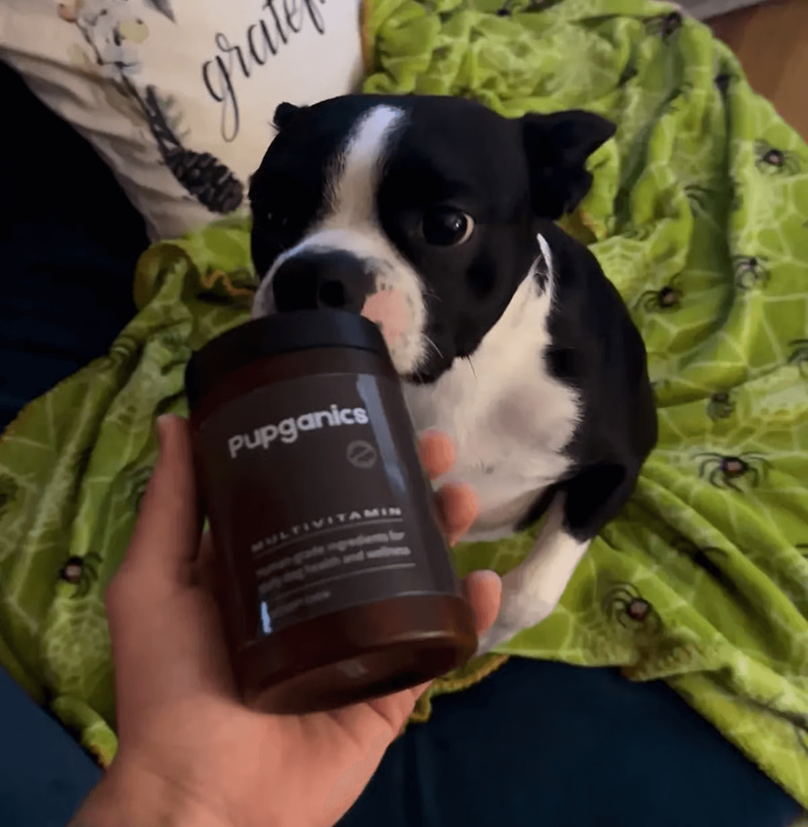 A hand holds a jar of Pupganics multivitamins up to a black and white dog's nose.