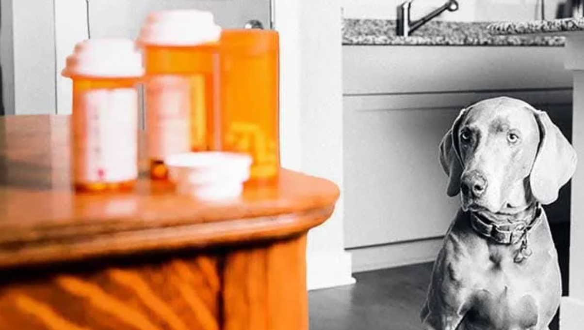 A dog sits near a wooden table with several orange prescription bottles on top.