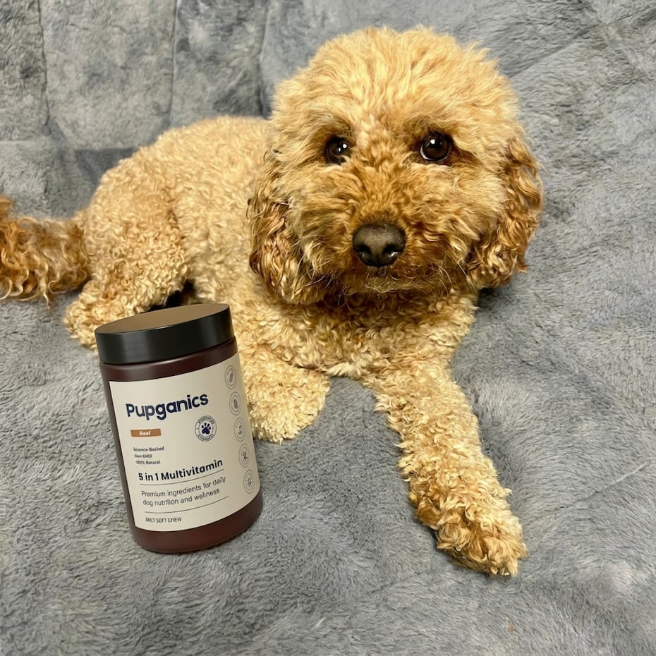 A fluffy, light-brown dog lies on a gray blanket next to a jar of Pupganics multivitamins.