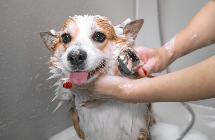 A person washes a sudsy corgi dog with a handheld shower head in a bathtub.