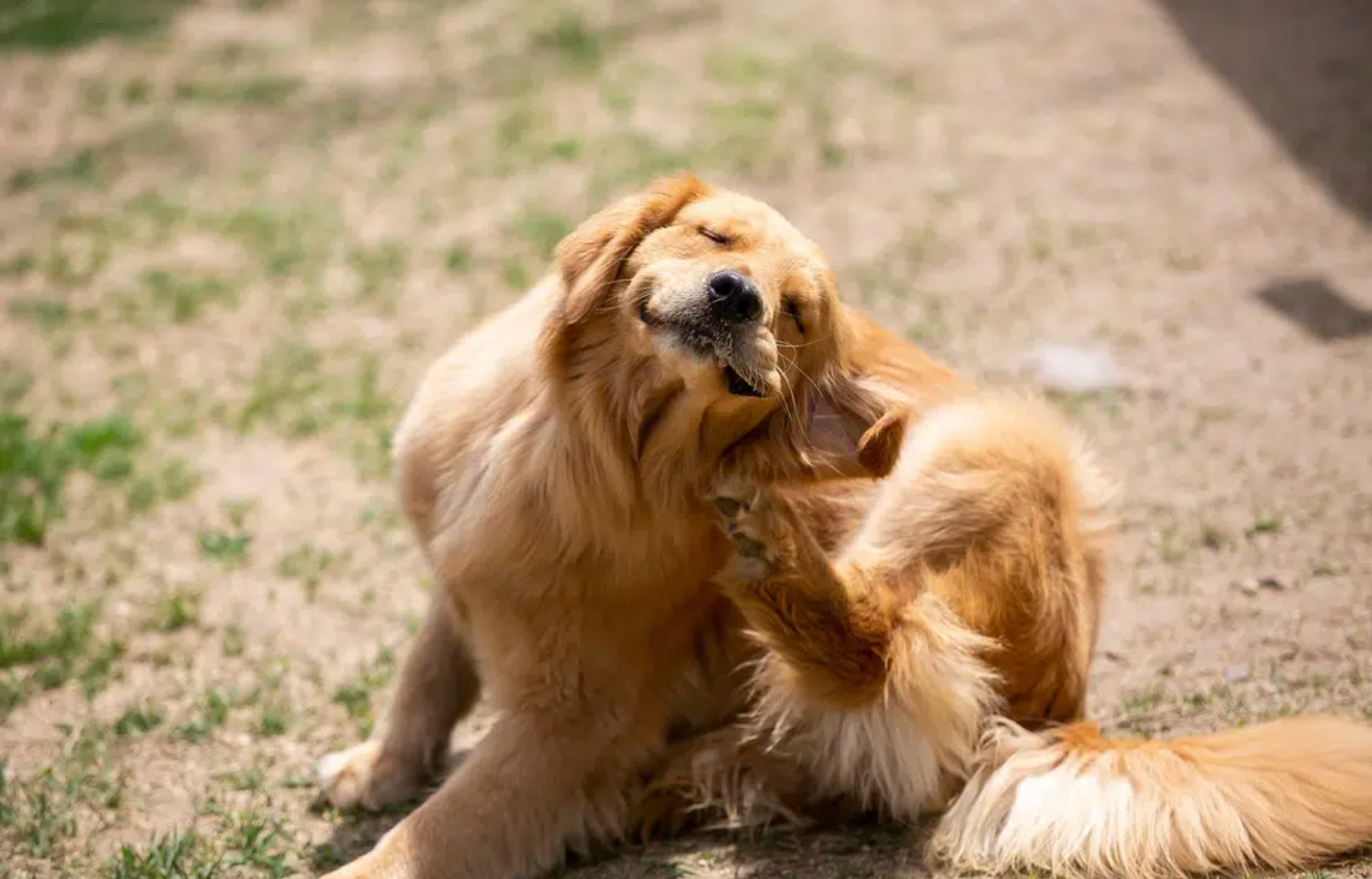 A golden retriever sitting on the grass scratching its head with its hind leg.