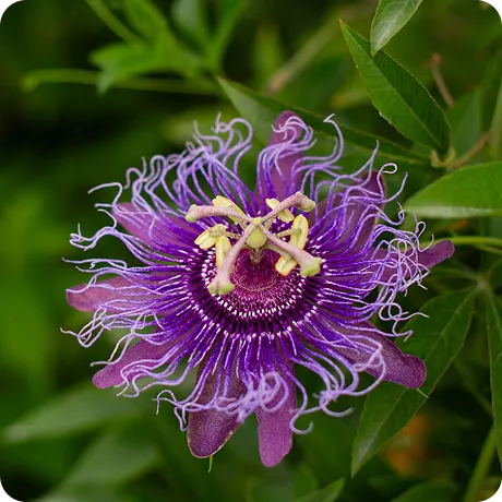 A close-up of an intricate, purple passion flower surrounded by green leaves.
