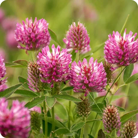 A close-up of pink and white red clover flowers blooming in a green field.
