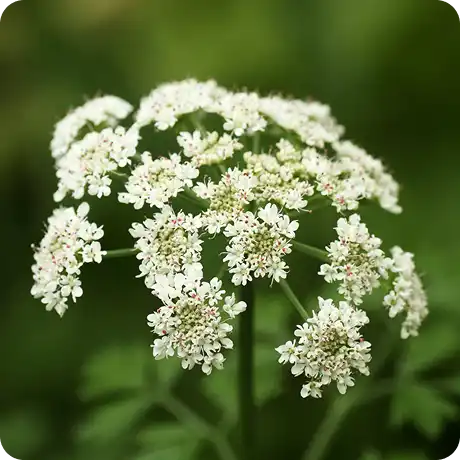 A close-up of a cluster of small white flowers on a plant against a blurry green background.