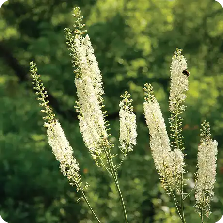 Tall stalks of feathery white flowers, with a bee on one, against a blurry green background.