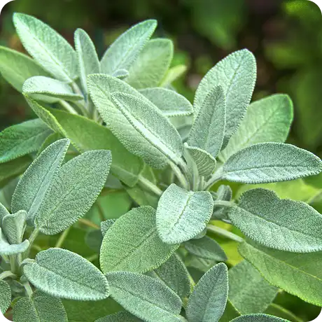 A close-up of a sage plant with its soft, grey-green, velvety leaves against a green background.