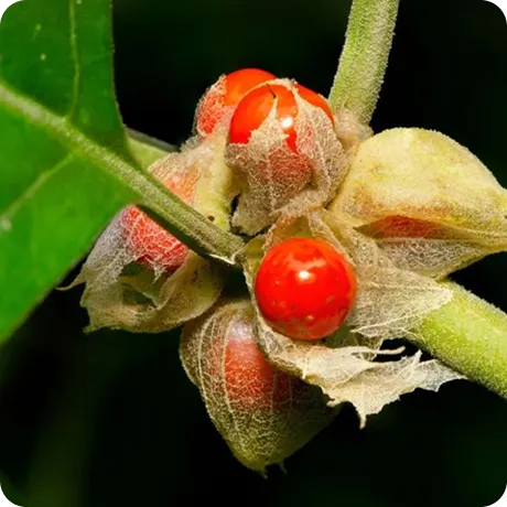 A close-up of bright red berries on a plant, emerging from delicate, papery husks.