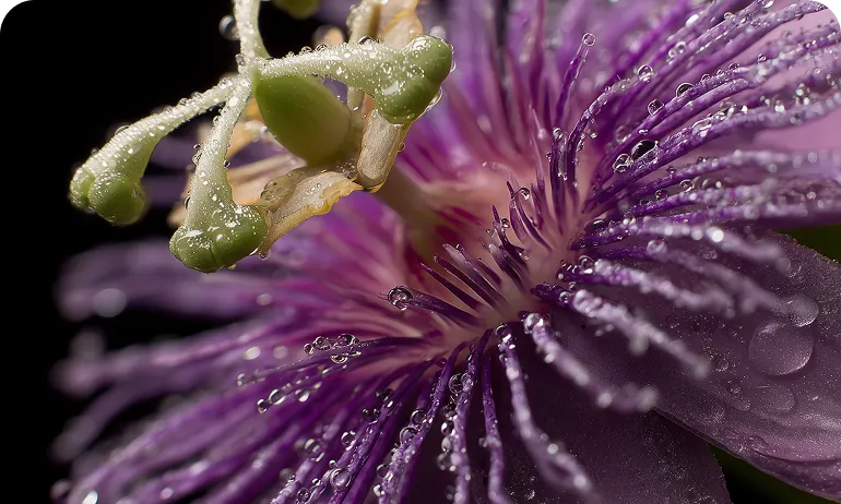 A macro photograph of a purple passion flower covered in tiny water droplets against a black background.