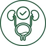 A green line icon of the human urinary system with a checkmark symbol.