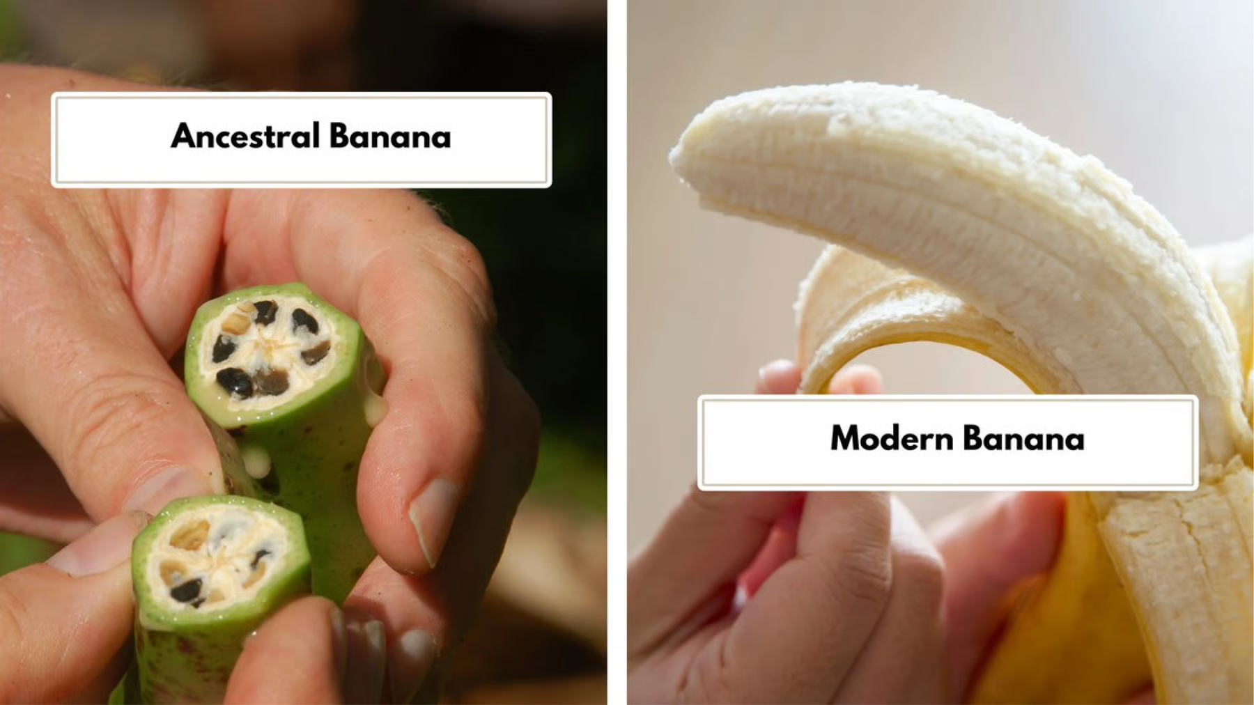 A side-by-side comparison of an ancestral banana with large seeds and a modern, seedless banana.