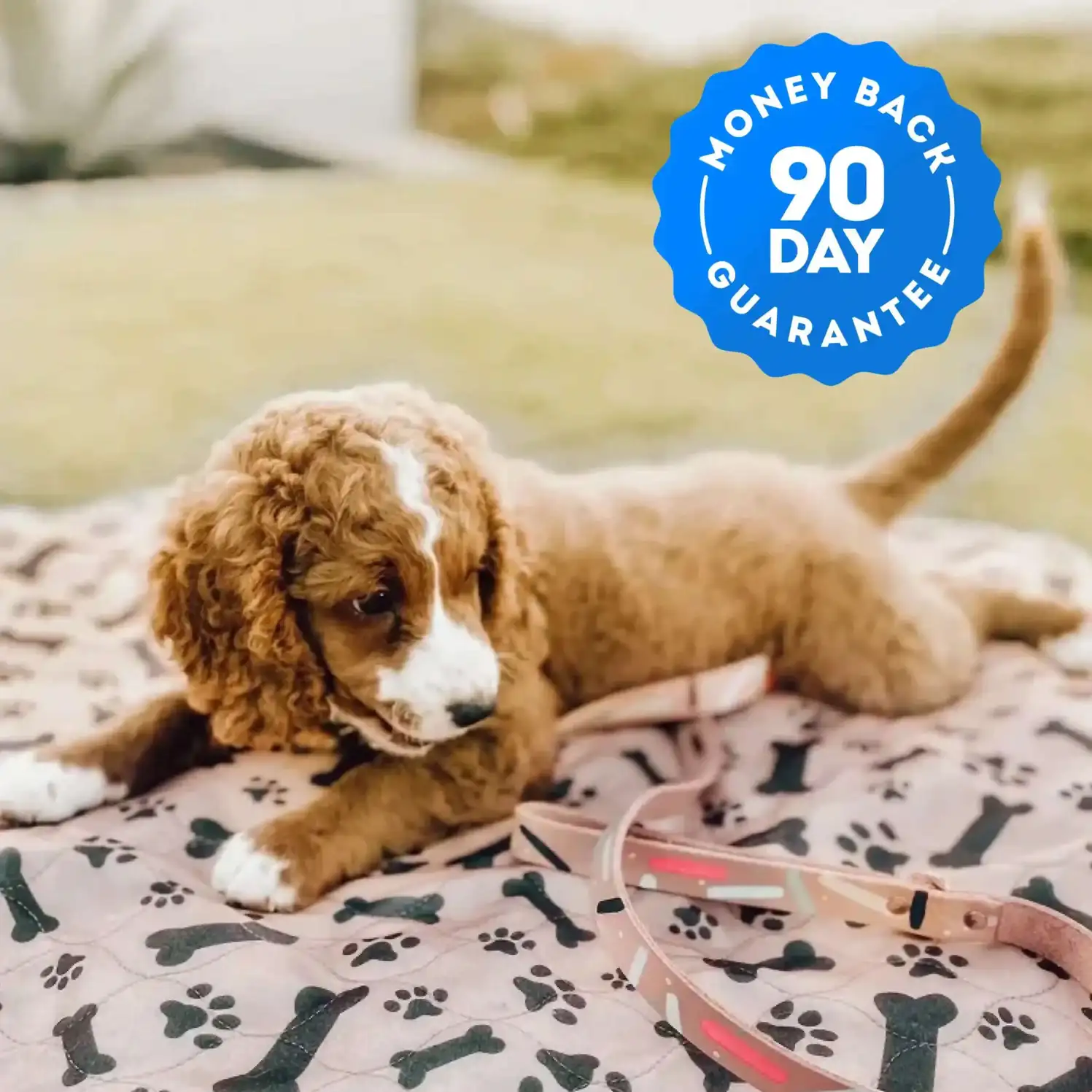 Un chiot aux poils bouclés allongé sur une couverture à motifs avec un sceau de garantie de remboursement de 90 jours