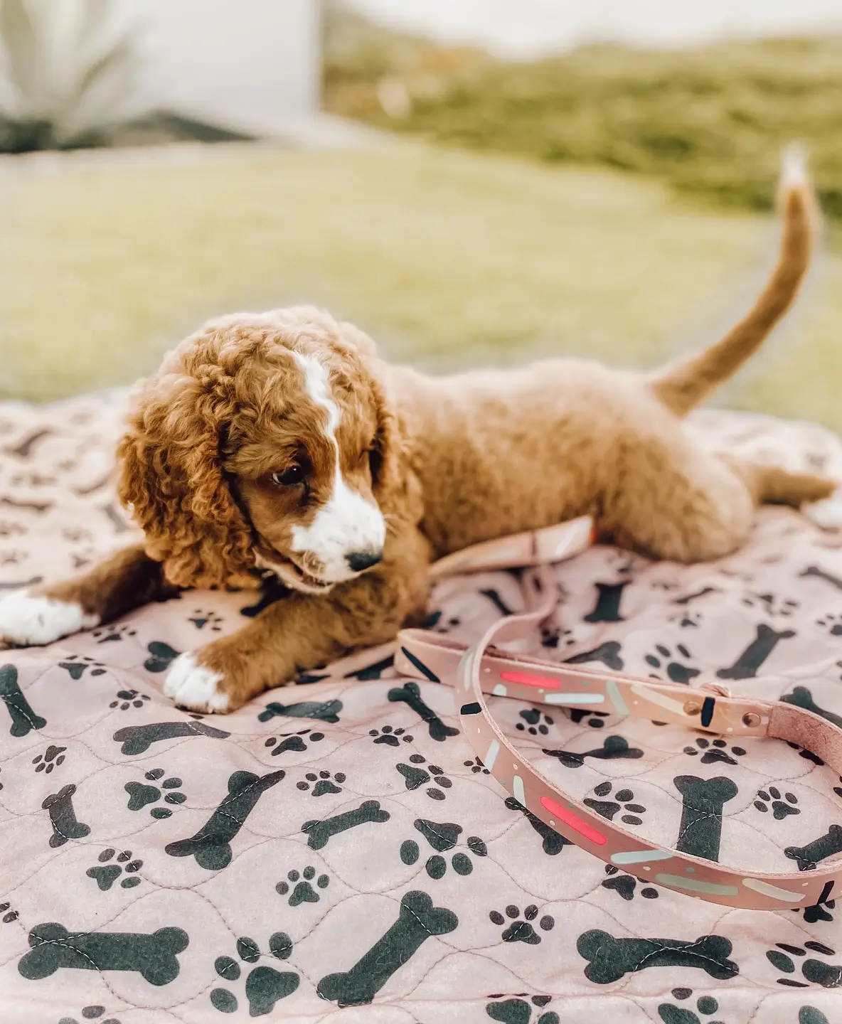 A brown and white puppy with curly fur lies on a pink blanket with a bone and paw print pattern.