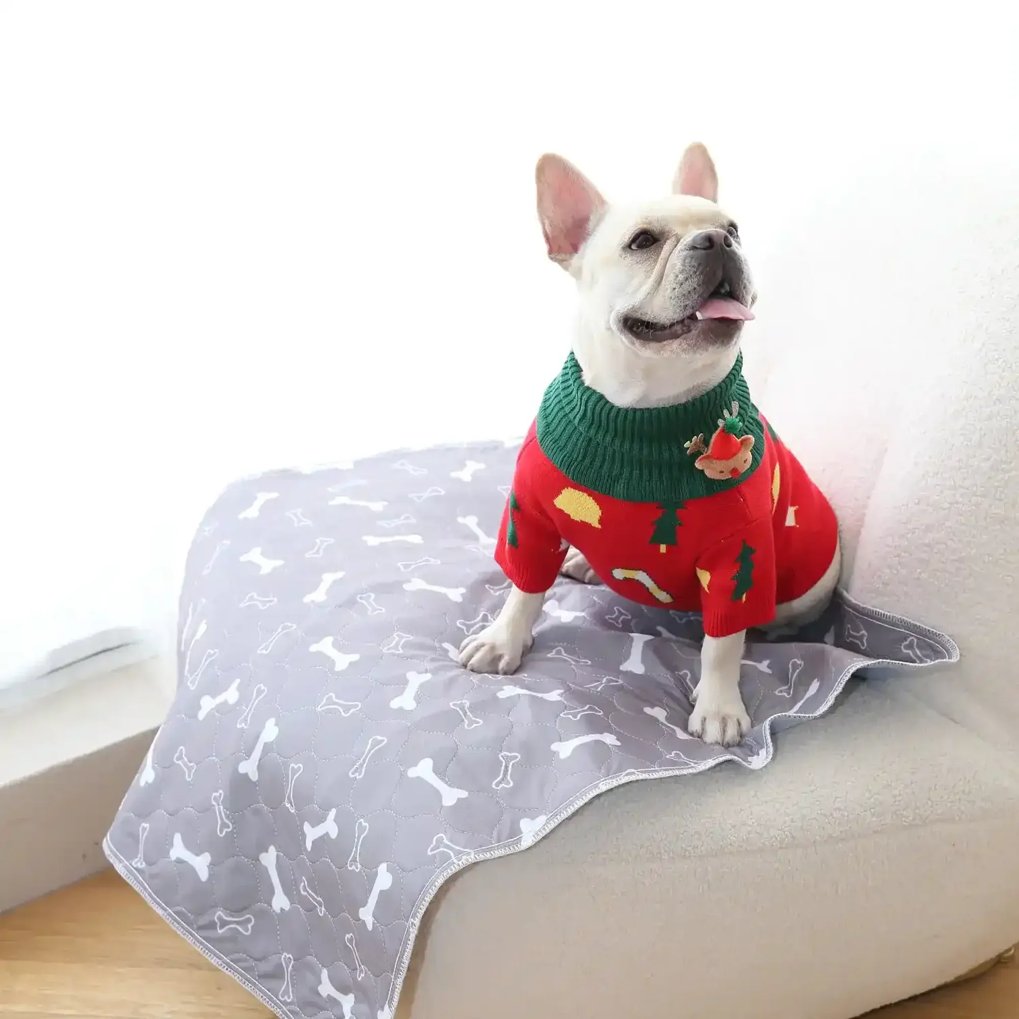 Un bouledogue français blanc dans un pull de Noël rouge et vert est assis sur un tapis gris à motifs d'os