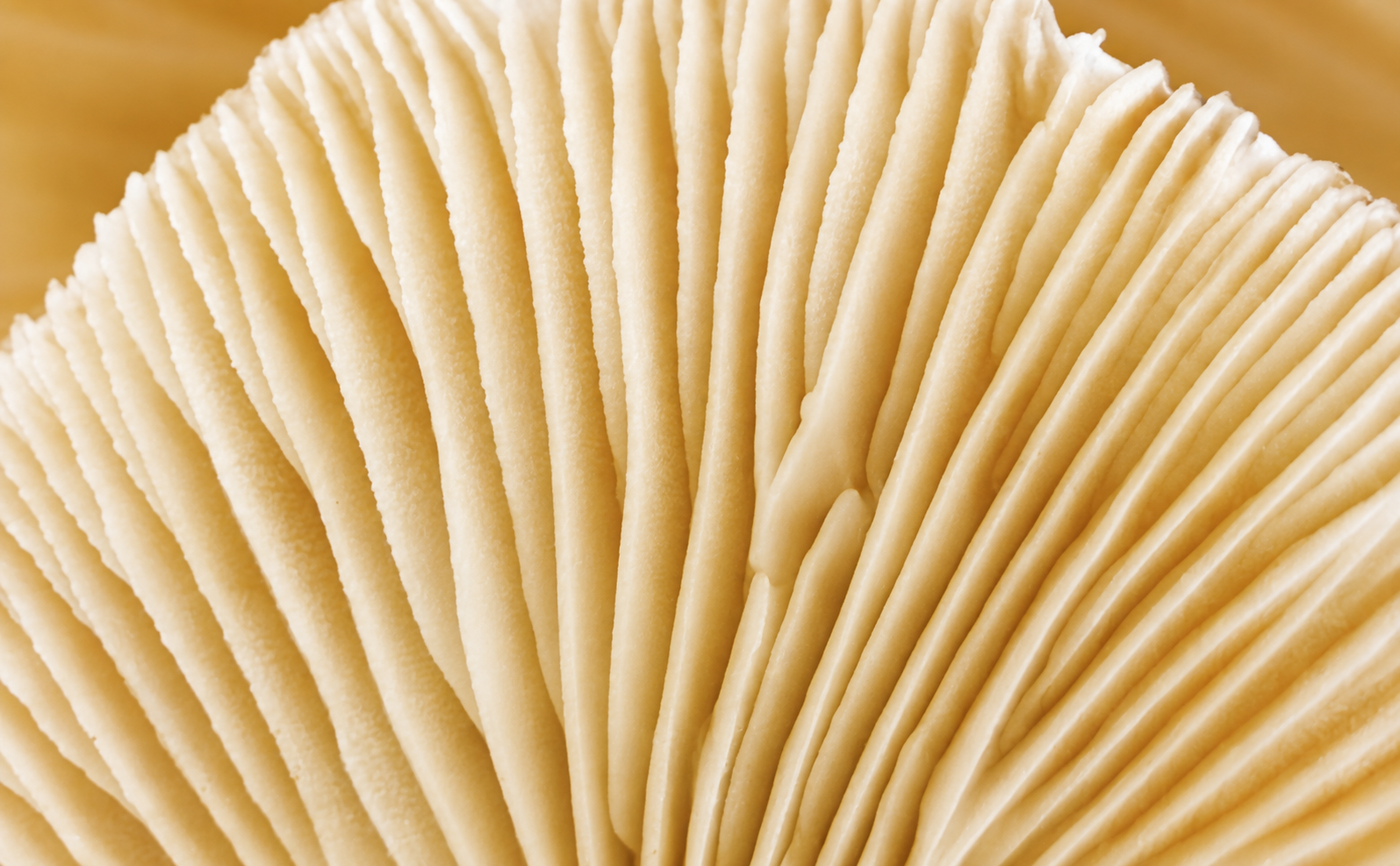 An extreme close-up, macro photograph of the cream-colored gills on the underside of a mushroom.