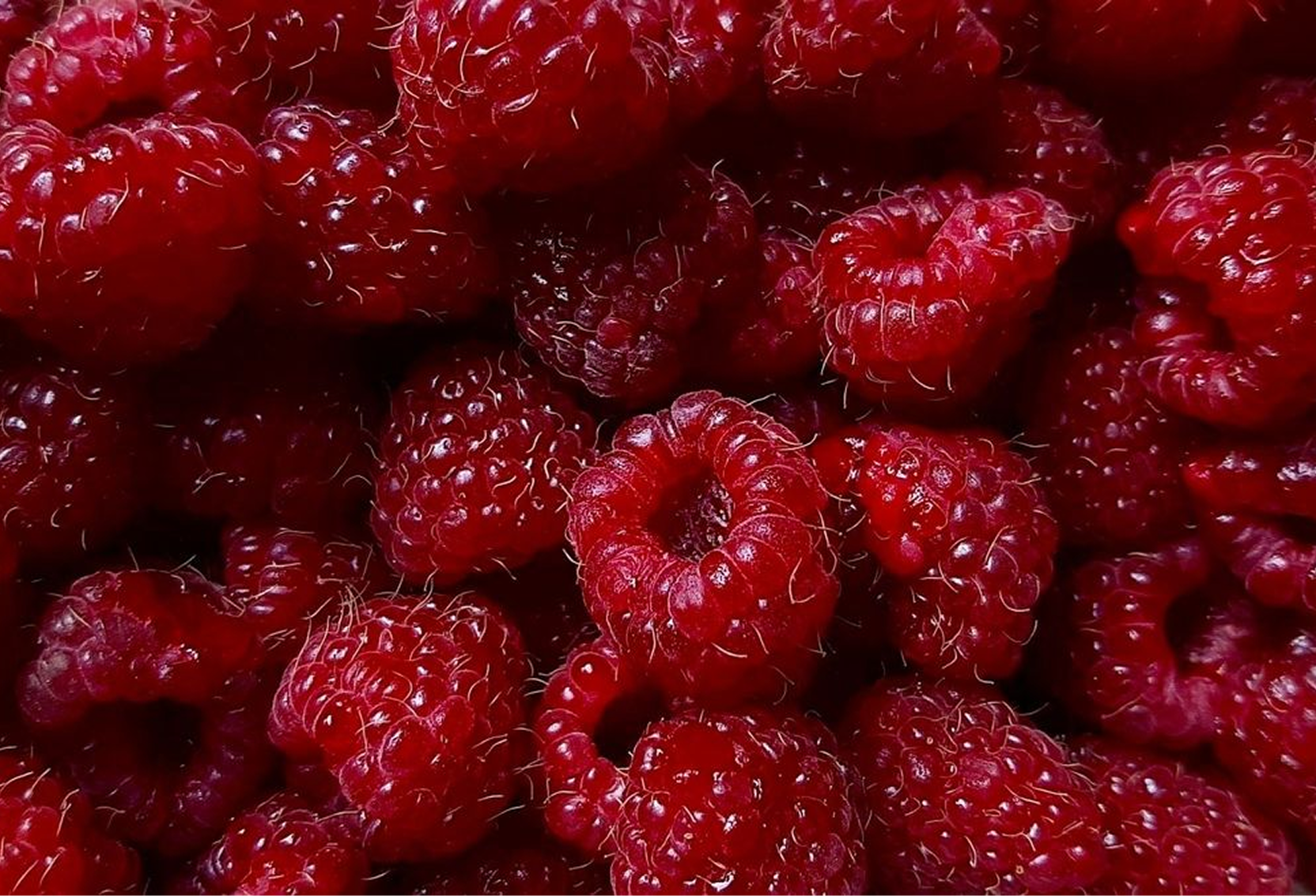 A close-up photograph of a pile of fresh red raspberries.