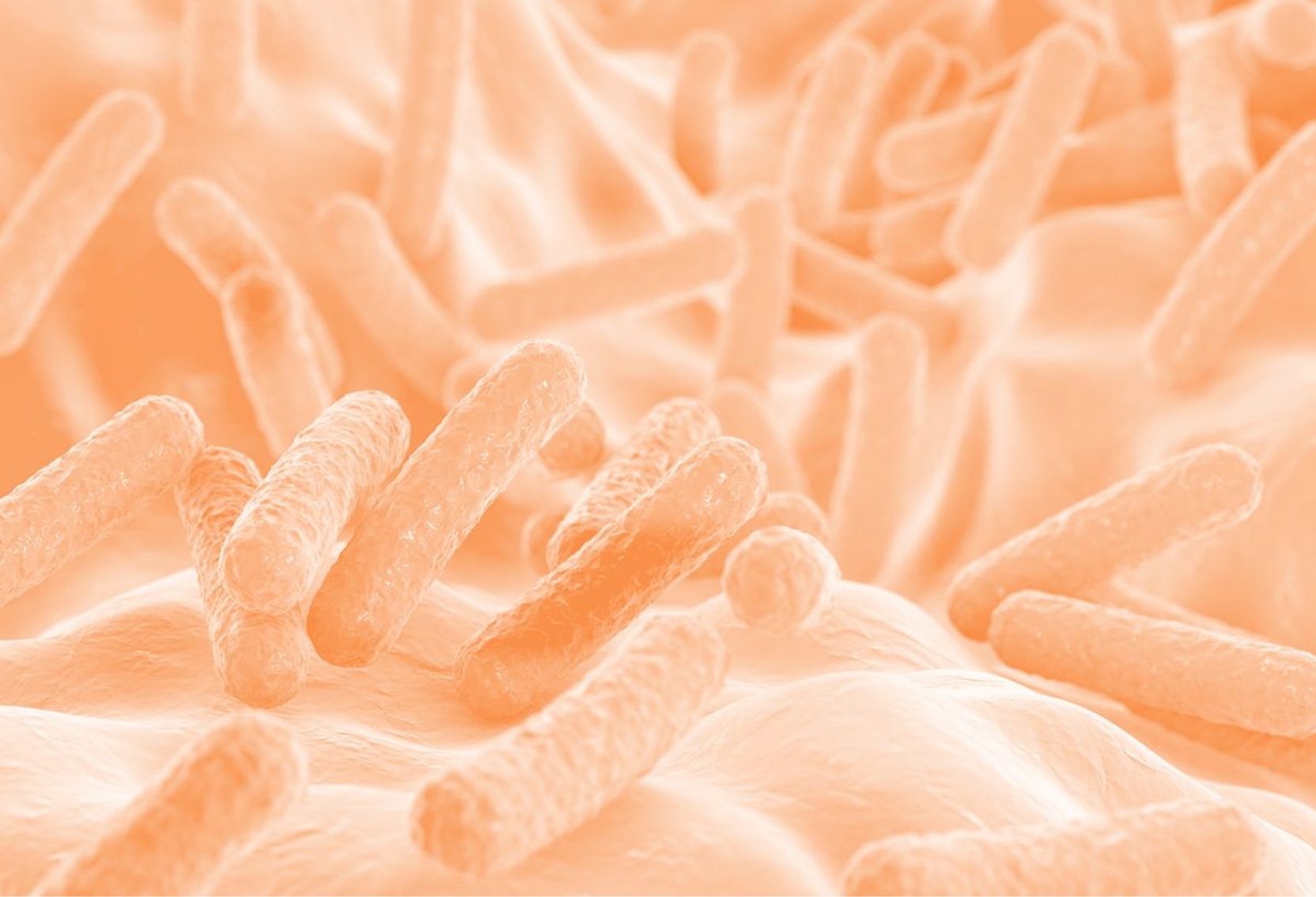 A close-up, orange-tinted illustration of rod-shaped bacteria on a textured surface.