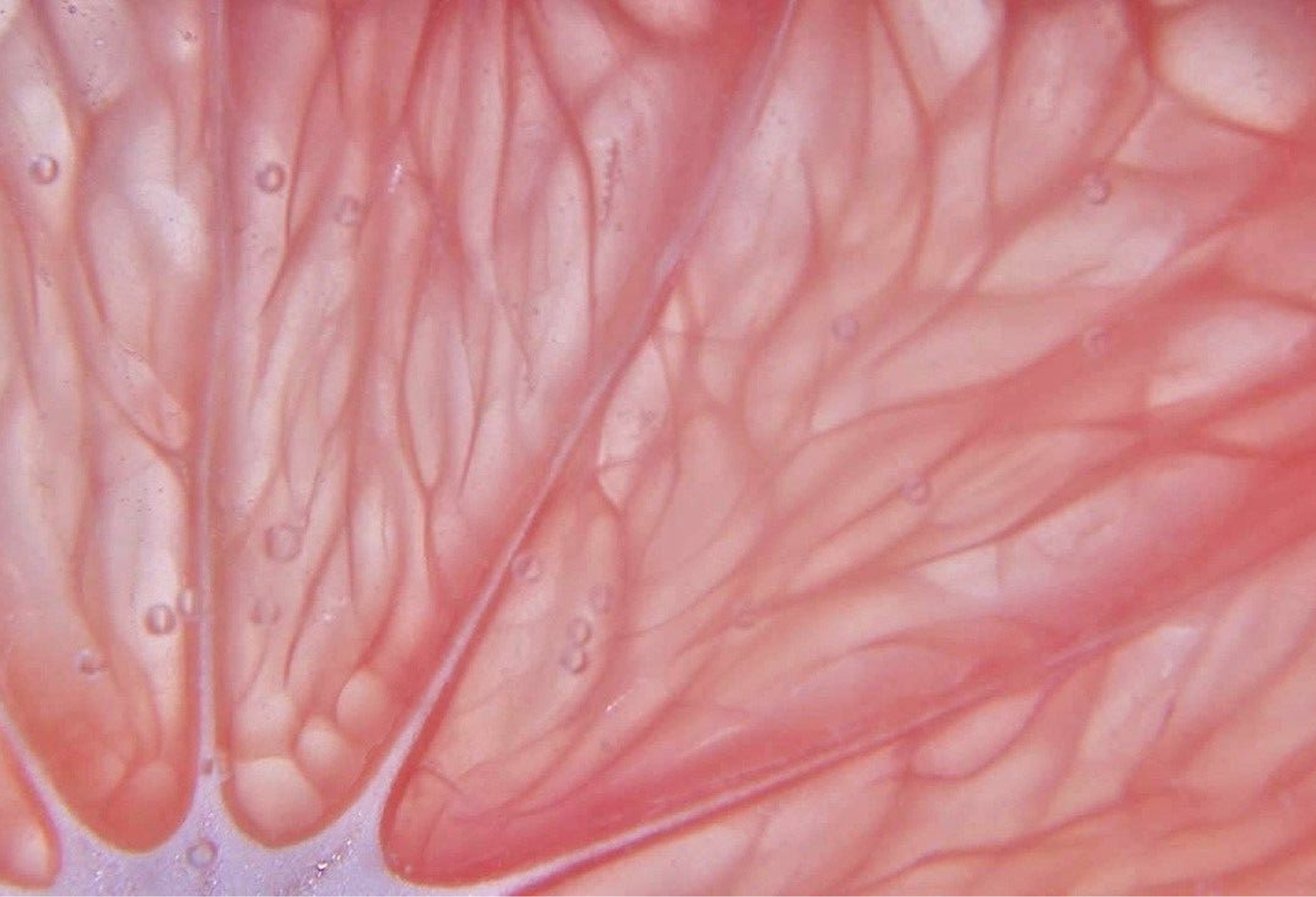 A backlit, macro photograph showing the translucent pink pulp of a citrus fruit.