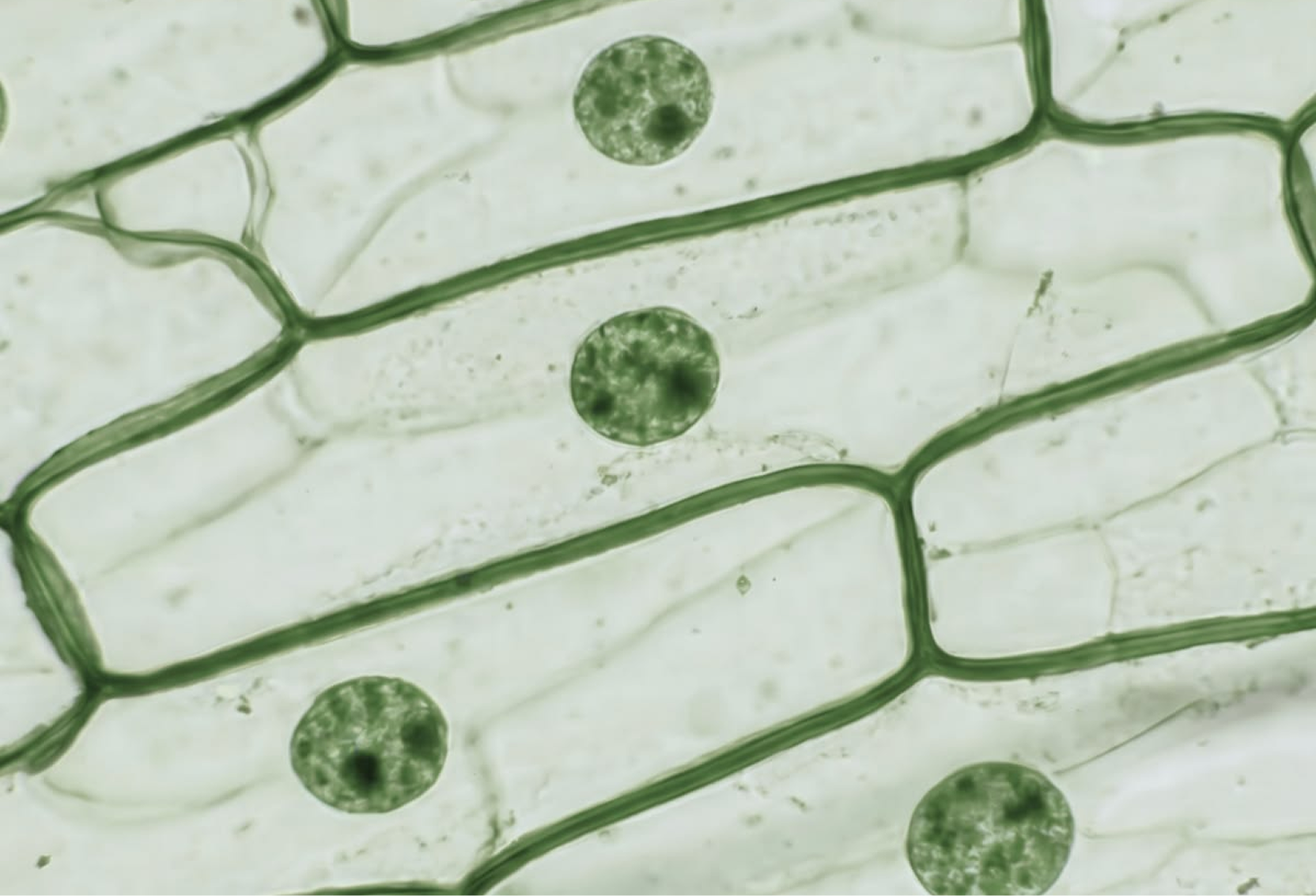 A microscopic view of rectangular plant cells with visible green cell walls and circular nuclei.