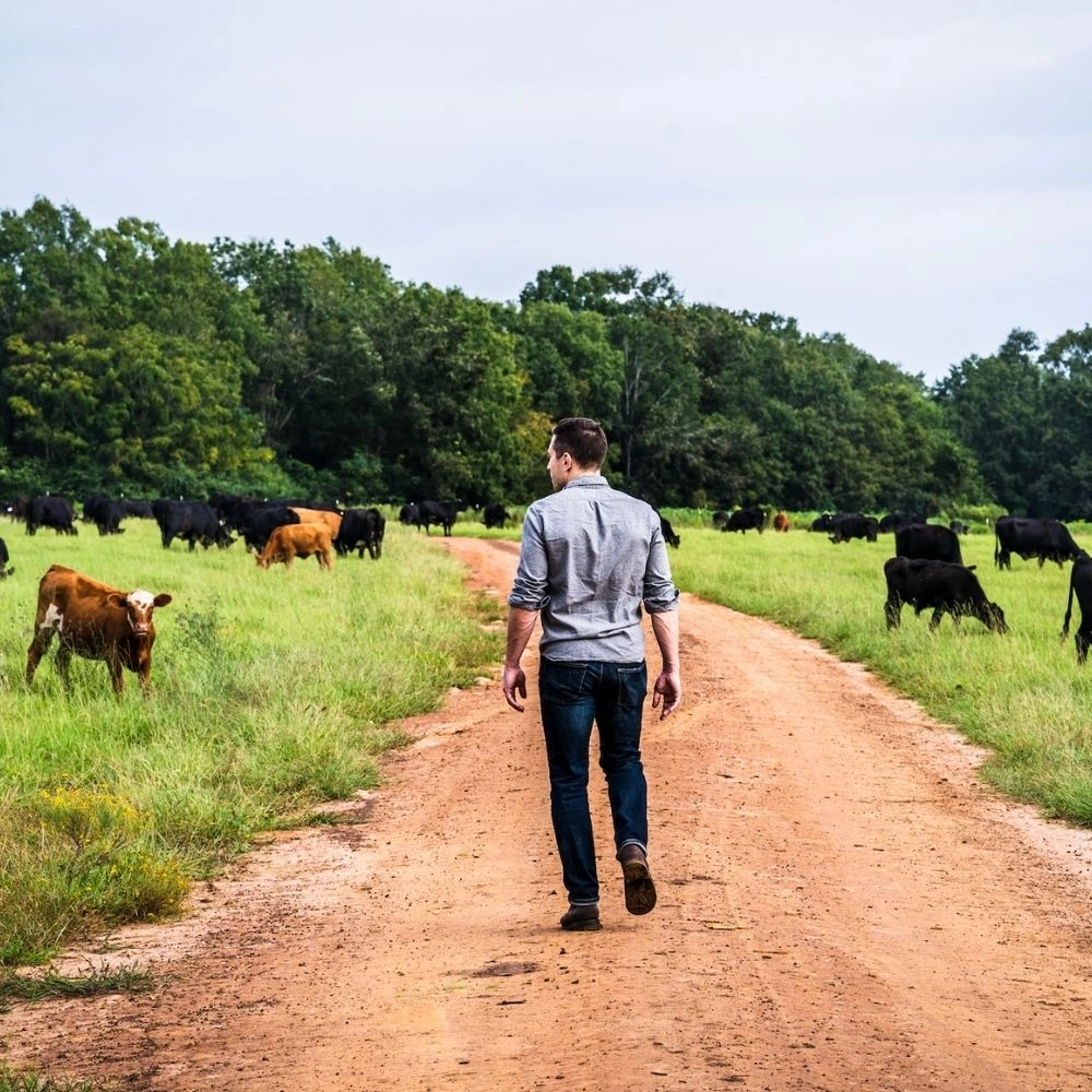 Man walking down a dirt path surrounded by cows in a grassy field.