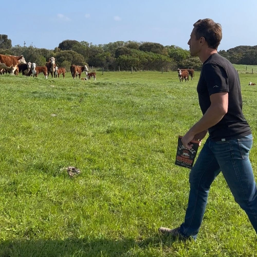 Person walking in a grassy field holding a book, with cattle in the background.