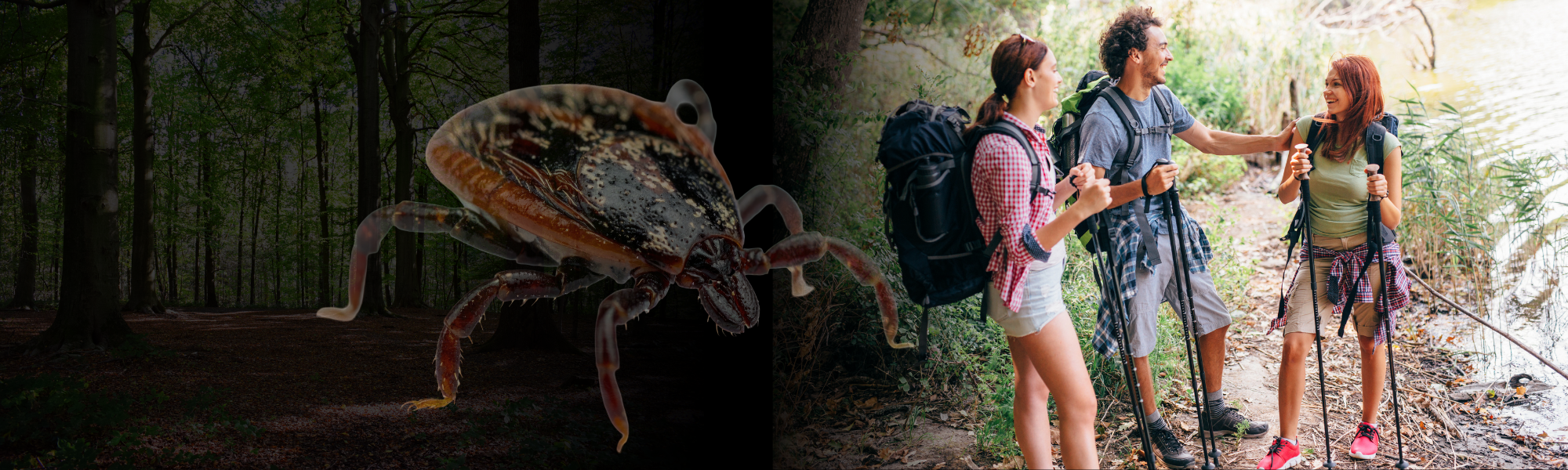 A composite image showing a large tick in a dark forest and three people hiking in a sunny forest.