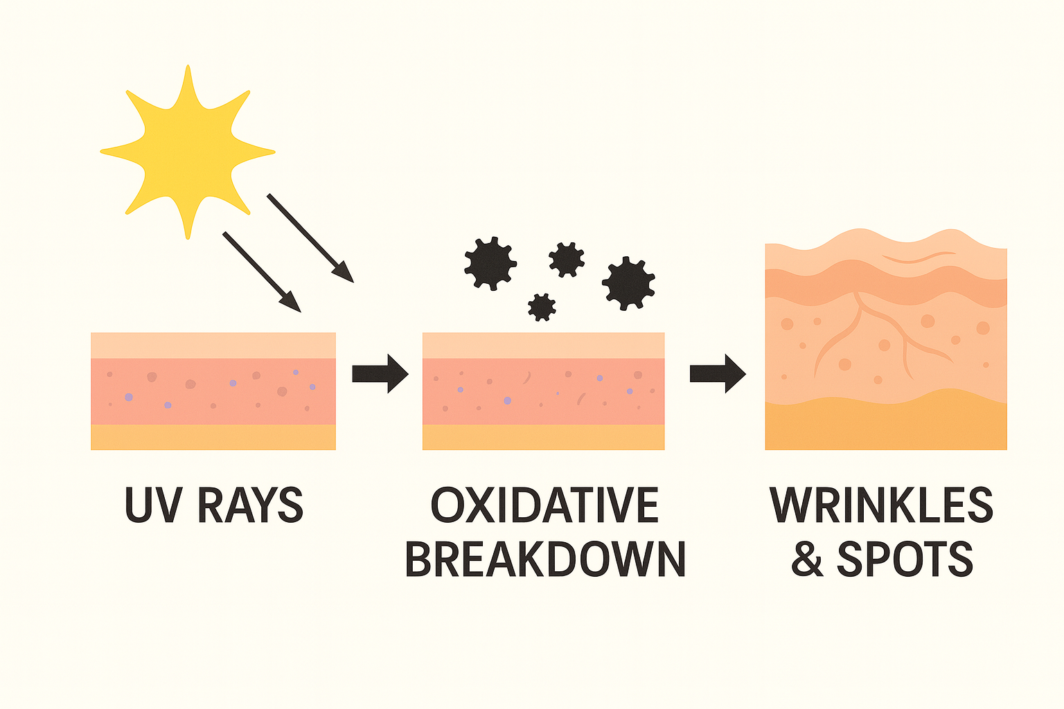 Diagram showing UV rays causing oxidative breakdown leading to wrinkles and spots.