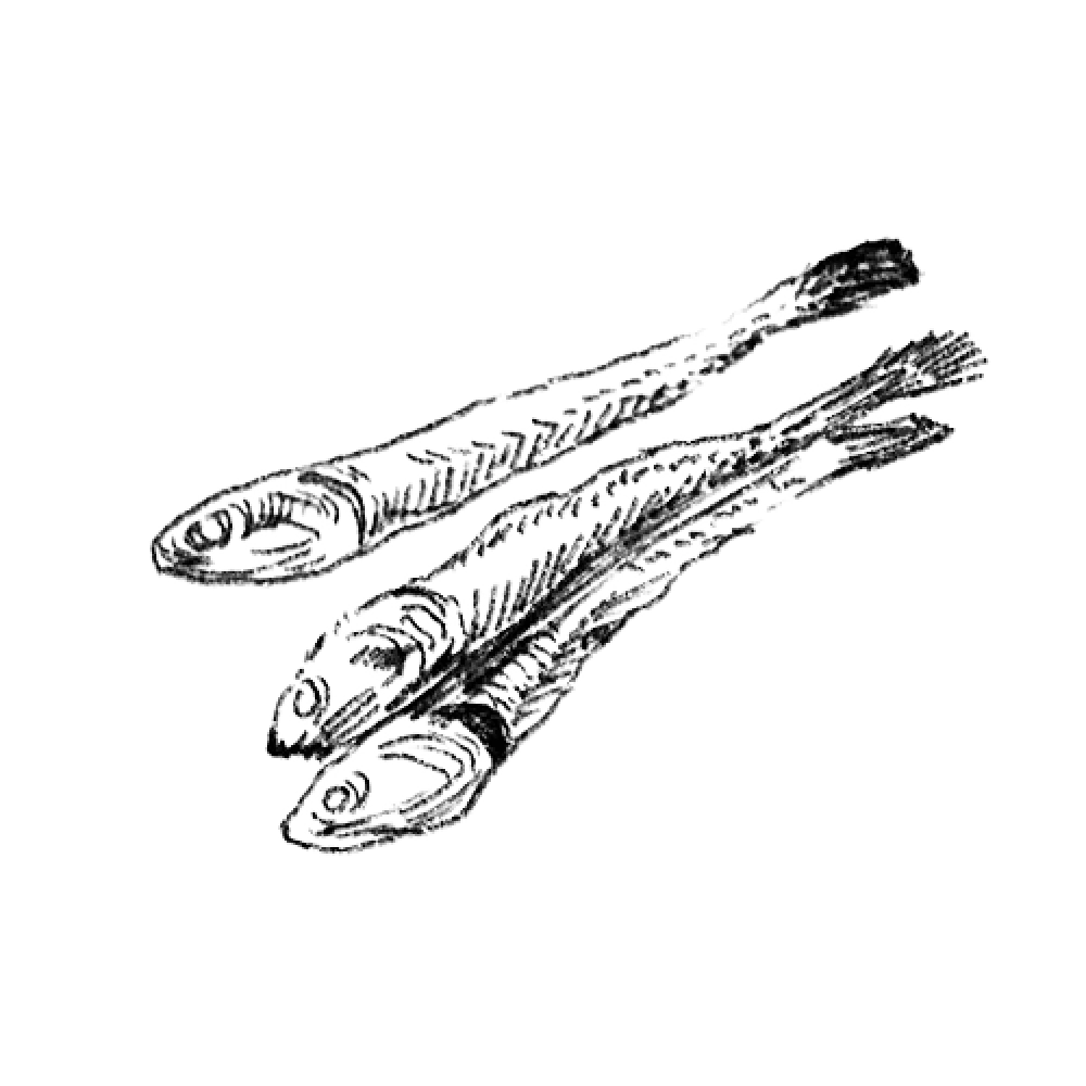 Illustration of three detailed fish with visible scales and fins.