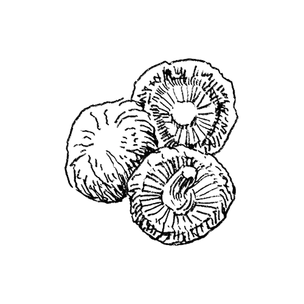 Black and white sketch of three mushrooms.