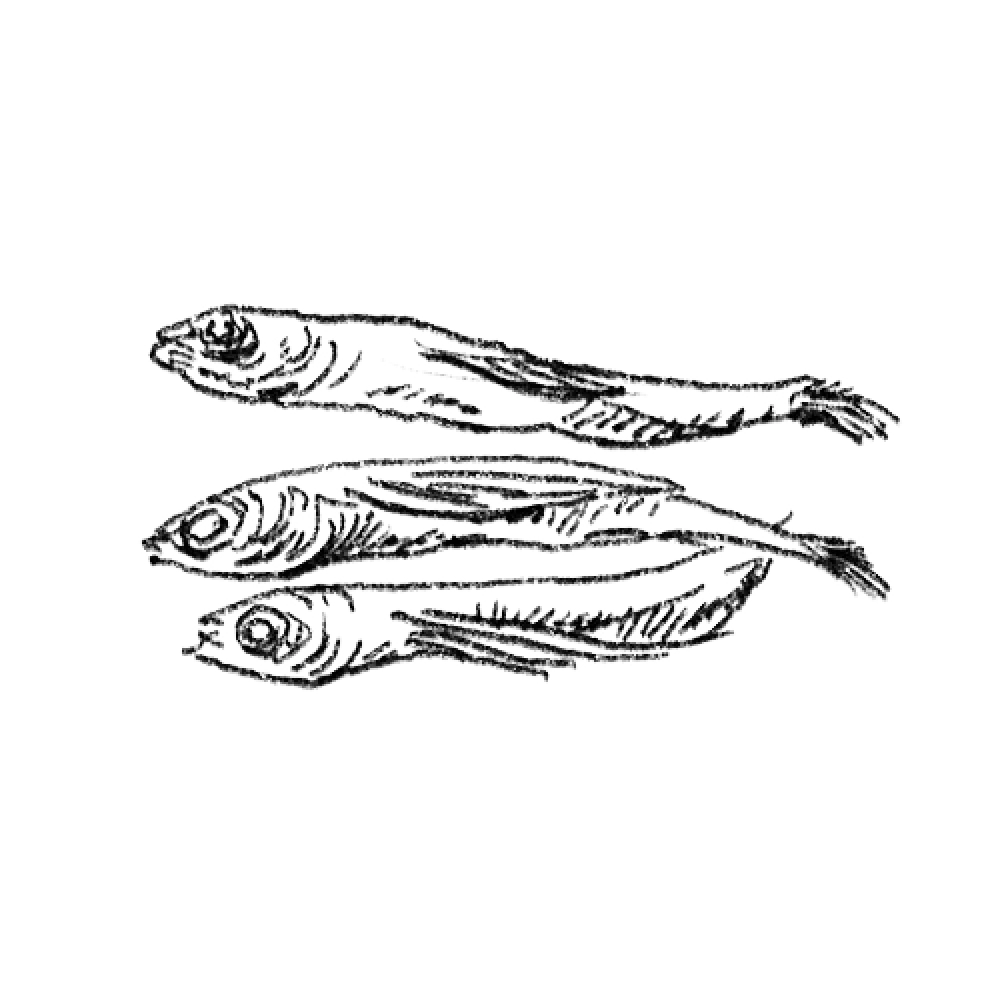 Sketch of three fish with detailed scales and fins on a green background.