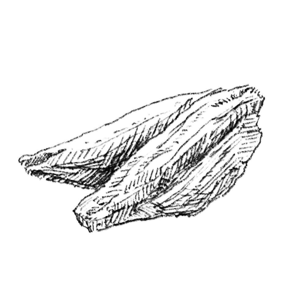 Sketch of two fish fillets with detailed line work.