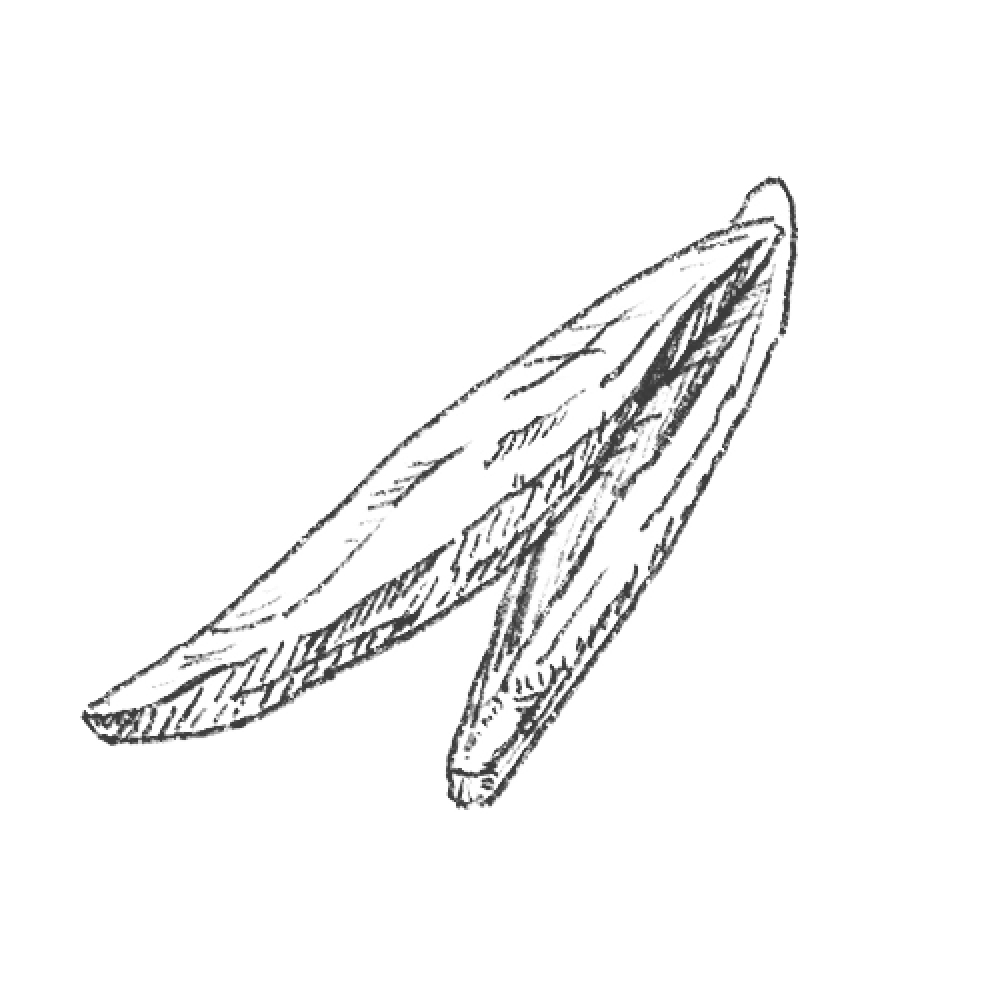 Sketch of two overlapping elongated leaves on a green background.