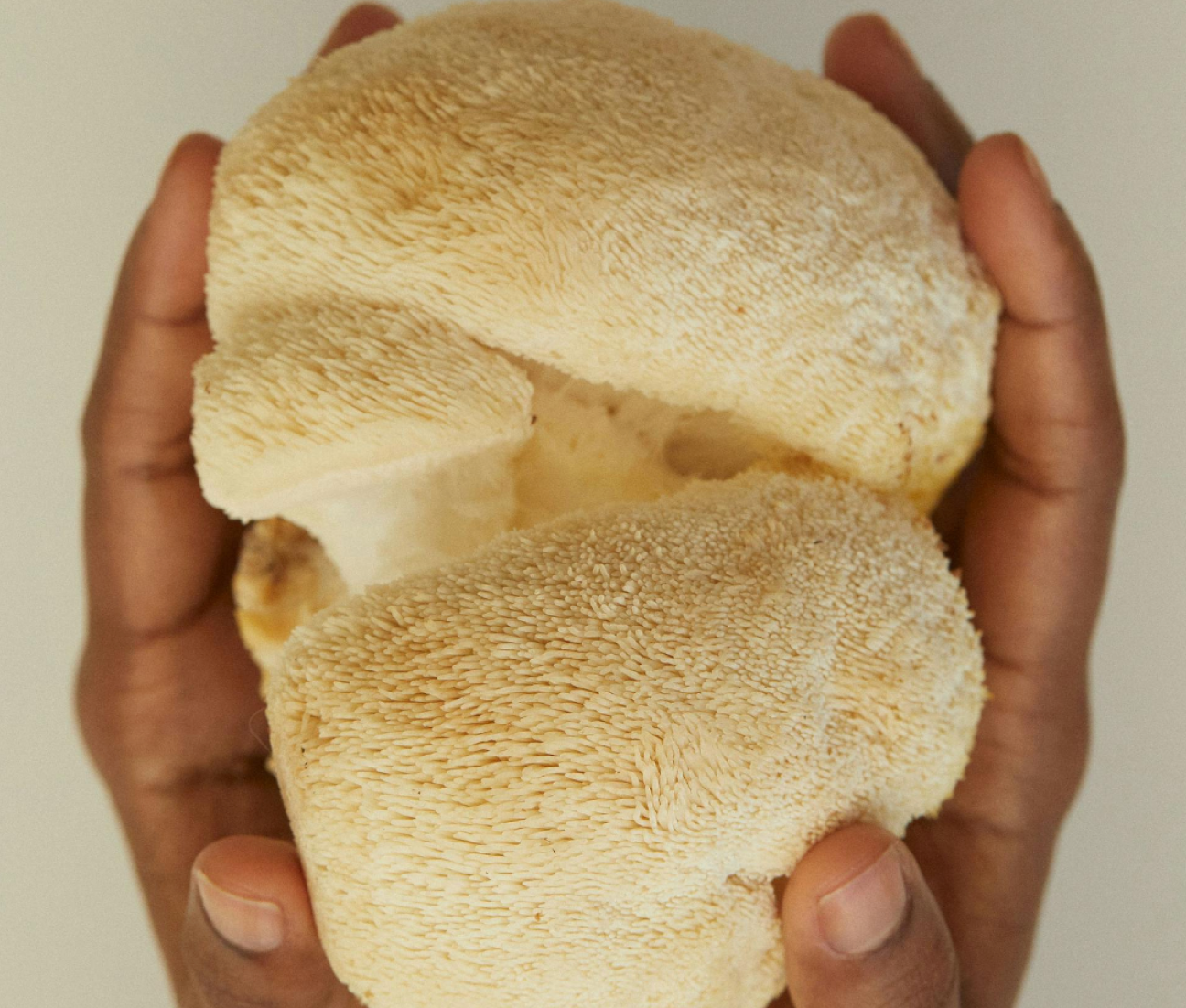 Hands holding a large, textured, cream-colored mushroom.