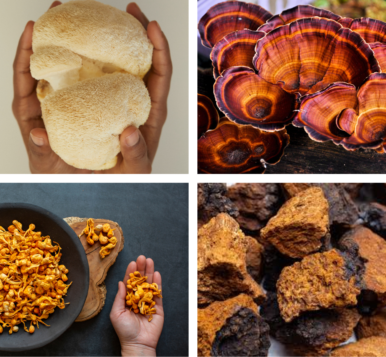 A collage of four images, each showing a different type of mushroom being displayed or held.